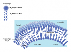 liposome and phospholipid bilayer