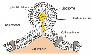 liposomal delivery